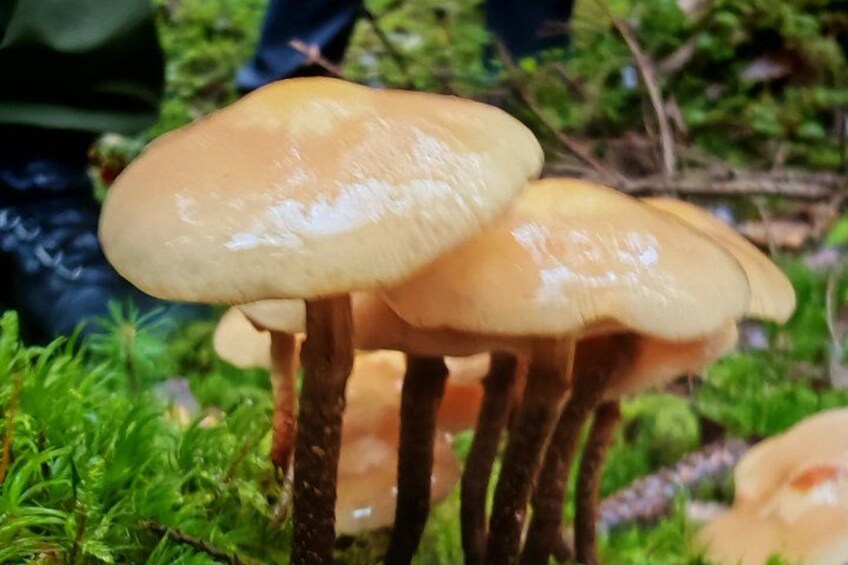 A cluster of mushrooms with smooth caps and slender stems in a natural setting. 3