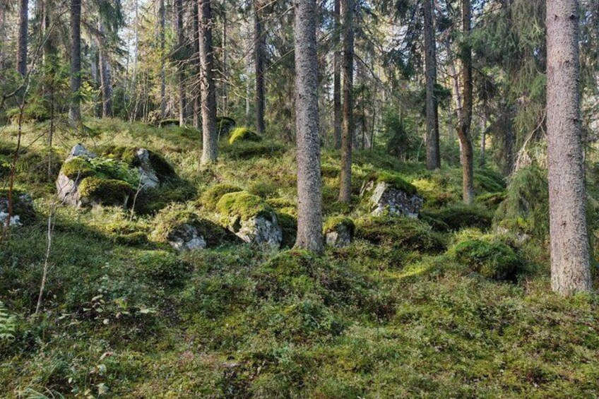 A forest with moss-covered rocks and tall trees. 5