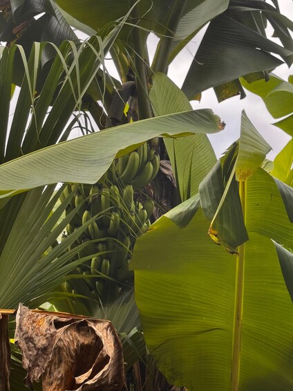 Una pianta di banano con banane verdi e grandi foglie verdi. 1