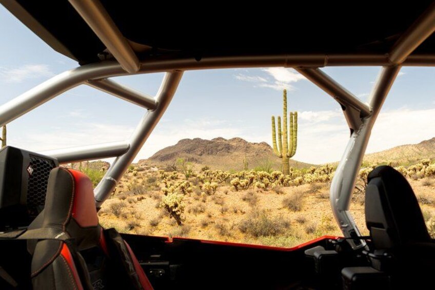 A desert landscape with a prominent cactus in the background. 4