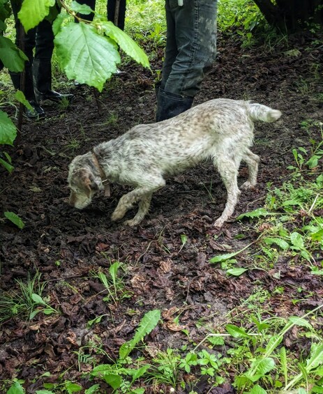 Un chien renifle le sol dans un jardin où il y a du paillis et des plantes vertes. 2