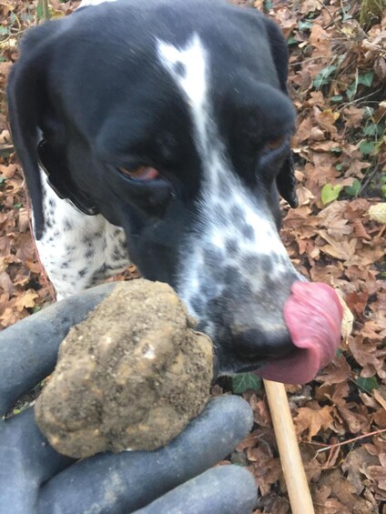 Un chien au pelage noir et blanc, une pierre dans la gueule, et une personne portant des gants. 1