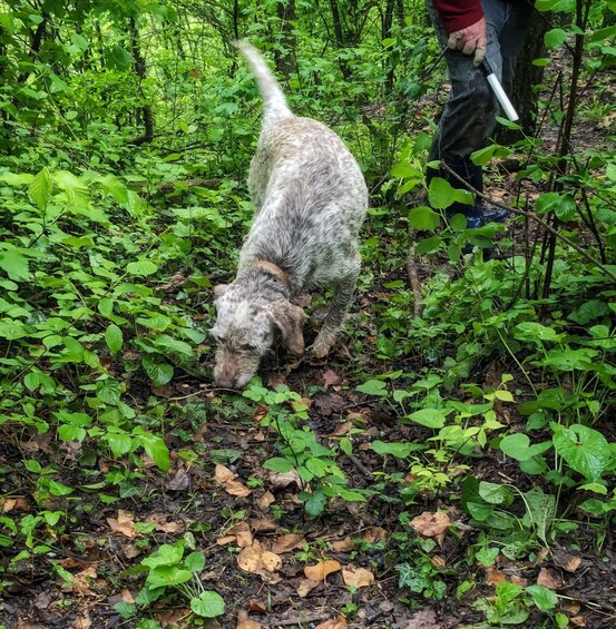 Un chien renifle le sol dans une zone boisée, où le feuillage vert est dense, et une personne se tient à proximité. 4