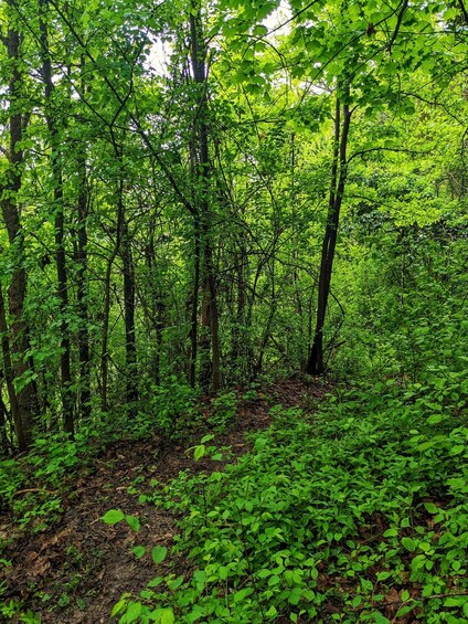 Une forêt dense, avec de grands arbres et un sentier étroit et terreux. 3