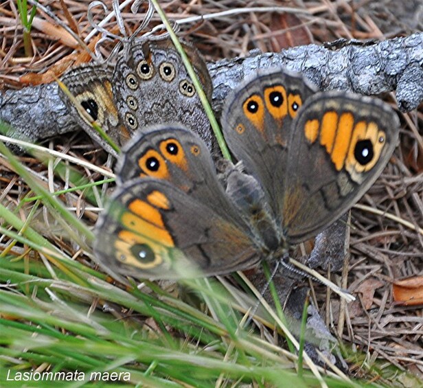 A group of butterflies with orange and black markings on their wings resting on a branch surrounded by grass and pine needles. 3