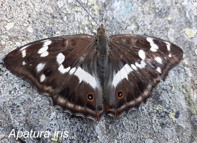 A butterfly with brown wings and white spots on a rocky surface. 2
