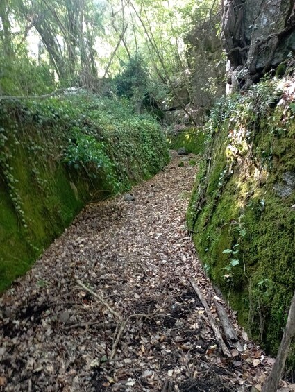 A forest path with moss-covered rocks and dense foliage. 3