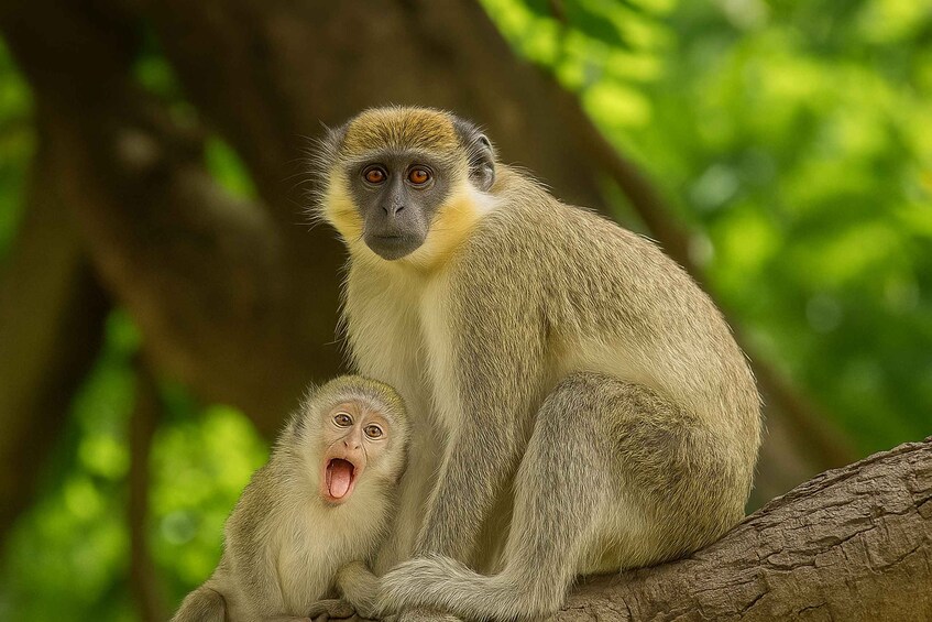 A monkey sitting on a tree branch with a baby monkey. 1