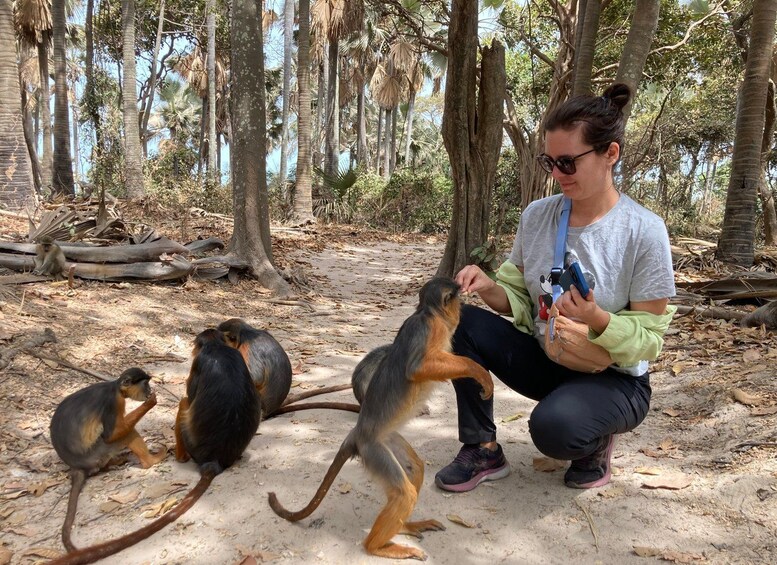A person interacting with monkeys in a forested area. 4