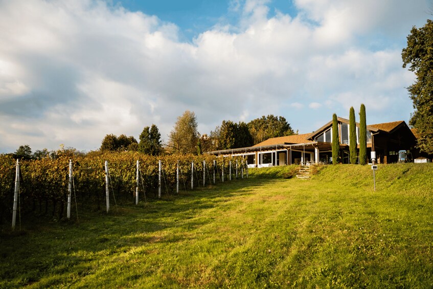 A vineyard with rows of grapevines, a house with a sloped roof, and a clear sky with clouds. 2