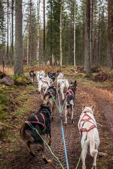 Picture 3 for Activity Kemijärvi: Husky Farm Visit with Wagon or Sled Ride 4