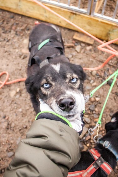Picture 2 for Activity Kemijärvi: Husky Farm Visit with Wagon or Sled Ride 3