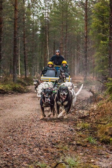 Picture 1 for Activity Kemijärvi: Husky Farm Visit with Wagon or Sled Ride 5