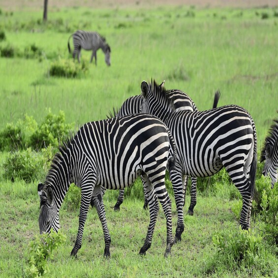 Zebras grazing in a grassy field with another zebra in the background. 5