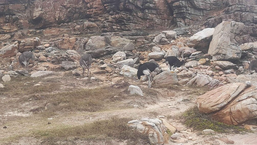 Gerölliges Gelände mit großen Felsen und vereinzelter Vegetation. 4