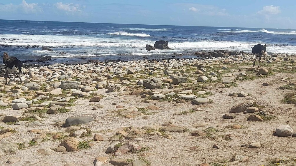 Ein felsiger Strand mit brechenden Wellen und zwei grasenden Pferden. 5