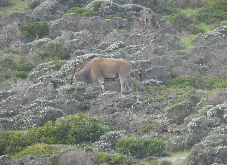 Ein Kudu grast in einer Savanne mit spärlicher Vegetation und felsigem Gelände. 2