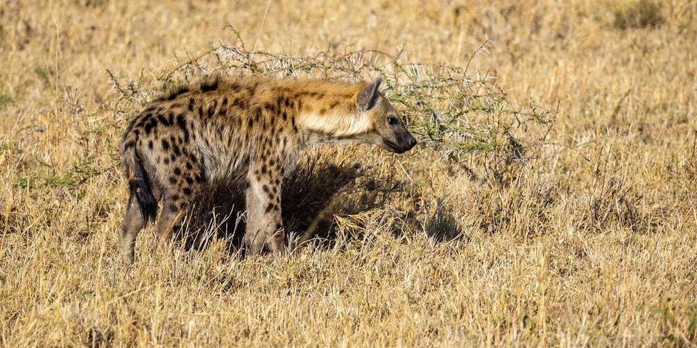 Un chacal dans une savane aride à la végétation clairsemée. 5