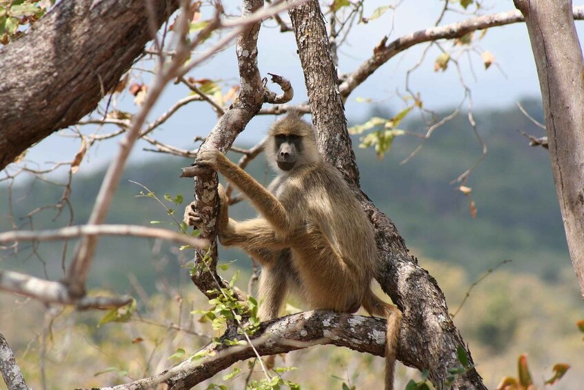 Un singe qui grimpe sur une branche d’arbre dans un environnement naturel. 4