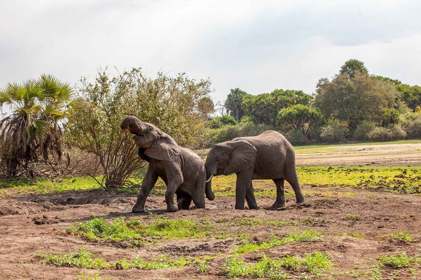 Deux éléphants dans un paysage naturel, caractérisé par une végétation clairsemée et un ciel dégagé. 1