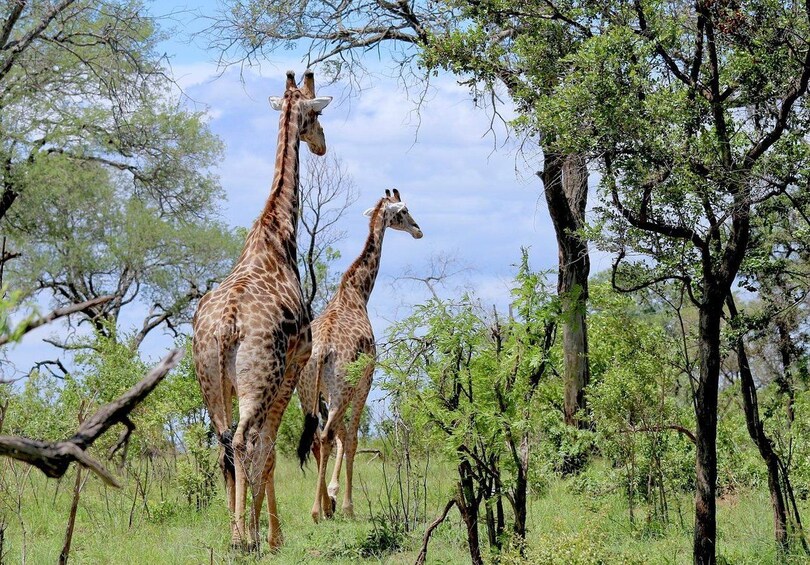 Deux girafes dans une savane herbeuse, parsemée d’arbres. 3