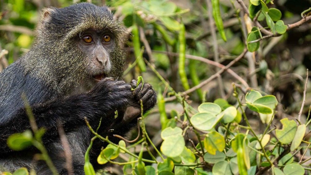 Un singe à la fourrure sombre tenant une feuille verte. 2