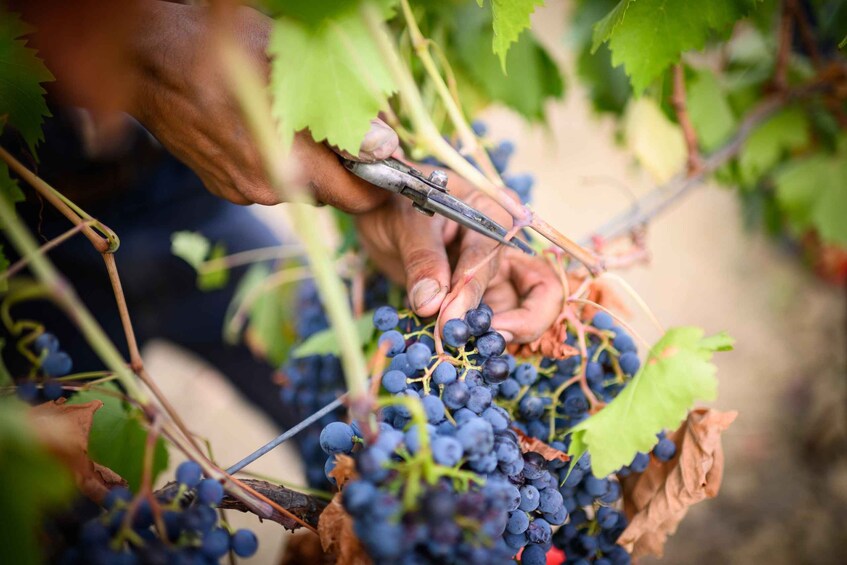 A person pruning grapevines. 4