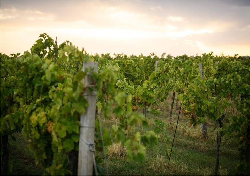 A vineyard with rows of grapevines. 1
