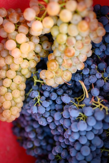 A close-up of grape clusters with varying shades of green and purple. 2