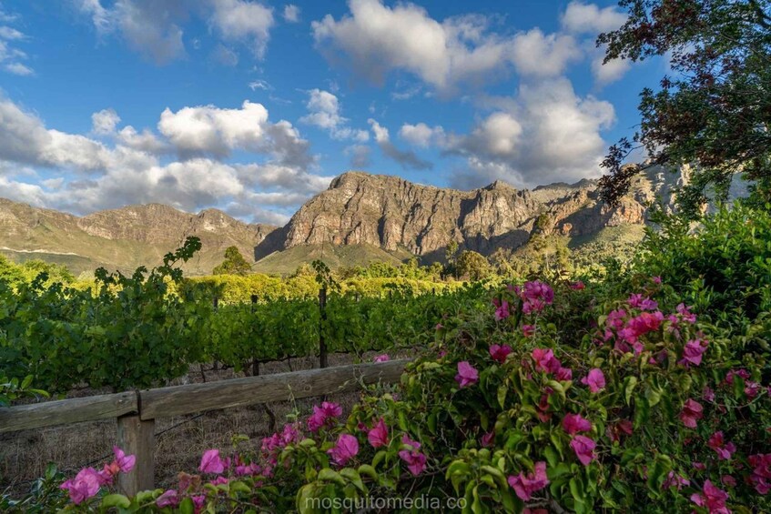 Un vignoble avec des rangées de vignes, une clôture en bois et des fleurs roses au premier plan. 1