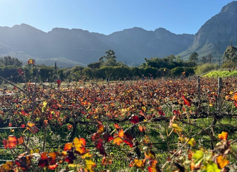 Un vignoble avec des rangées de vignes et une chaîne de montagnes en arrière-plan. 2