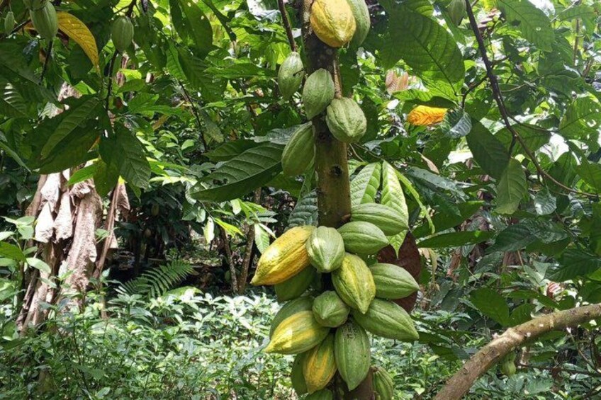 A cocoa pod tree with green pods in a dense forest. 2
