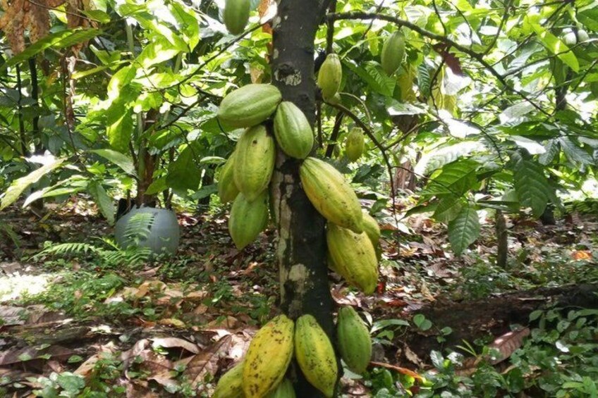 A tree with clusters of green, unripe fruits hanging from its branches. 4