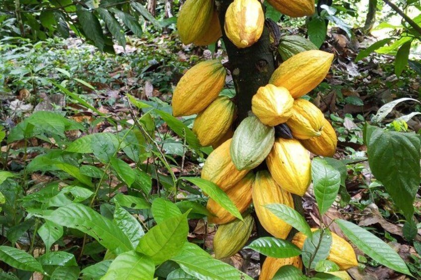 A tree with clusters of yellow pods, surrounded by green foliage. 3