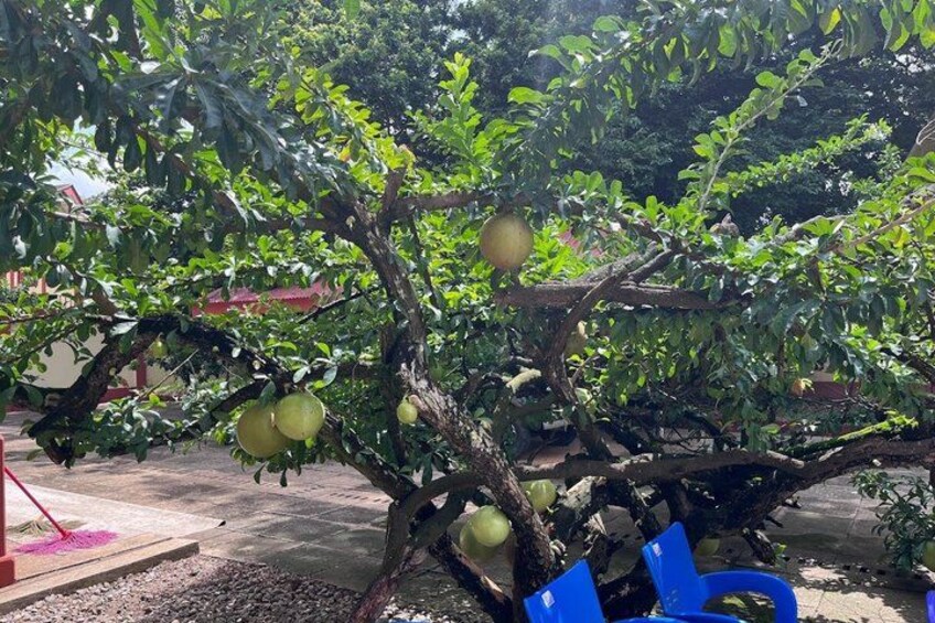 A tree with green leaves and unripe fruits, a blue chair, and a red object on the ground. 2