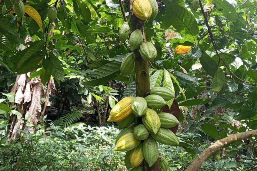 A cocoa pod tree with green pods in a dense forest. 3