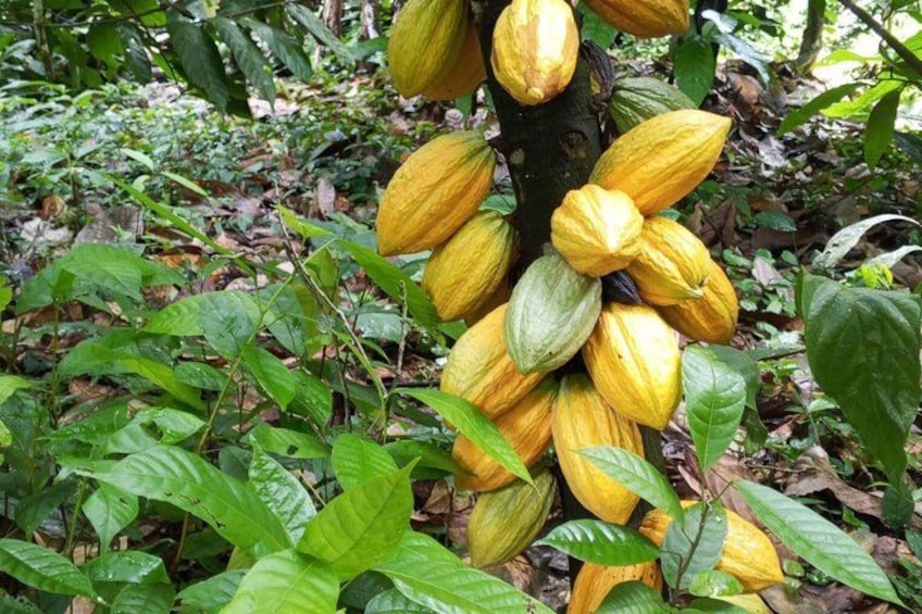 A tree with clusters of yellow pods, surrounded by green foliage. 5