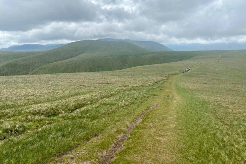 A grassy field with a dirt path and a herd of cattle in the distance. 4
