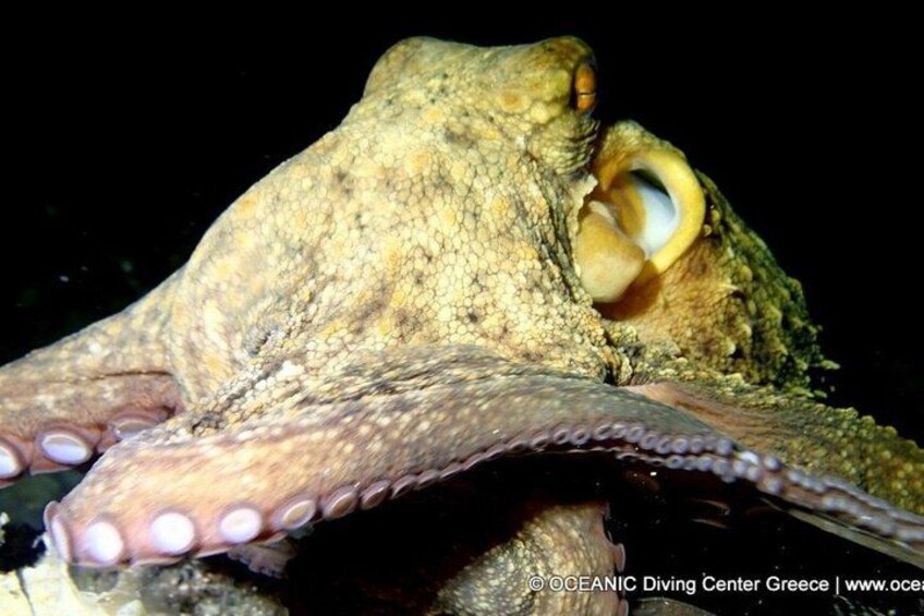 A close-up of a fish with a textured skin and prominent eyes. 2