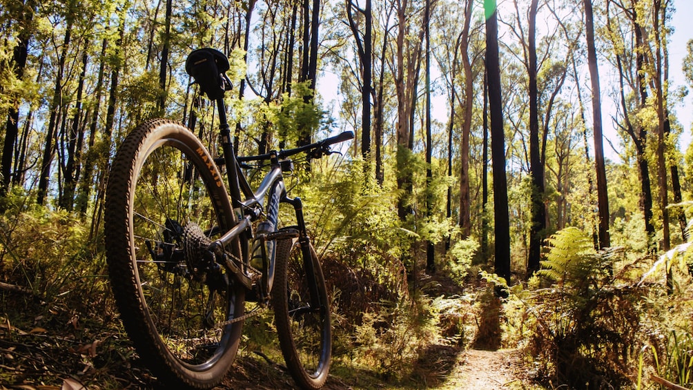 Una bicicleta de montaña apoyada en un árbol en un bosque. 1