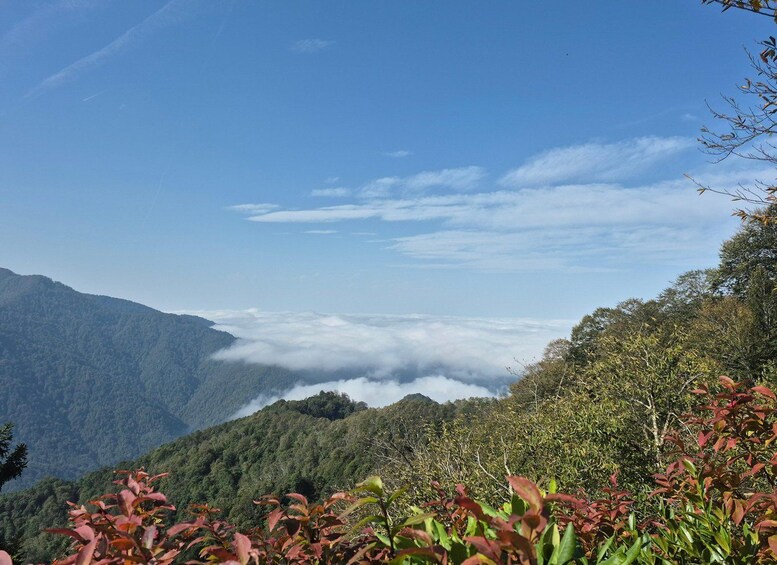Un paisaje montañoso con un valle cubierto de nubes, rodeado de bosque denso. 1