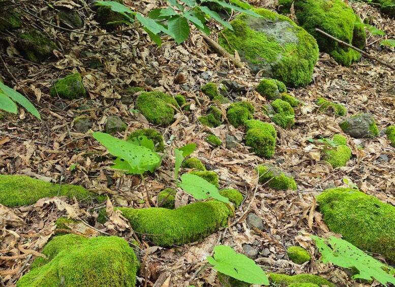 Un suelo de bosque cubierto de musgo, rocas y hojas secas. 4
