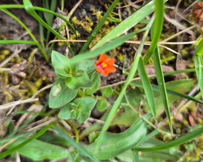 Una planta verde con una pequeña flor naranja entre hierba y musgo. 5