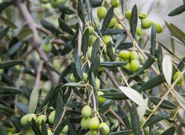 A close-up of olive branches with green olives. 4