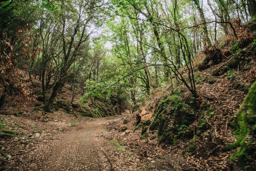 A forest trail with dense trees and a dirt path. 2