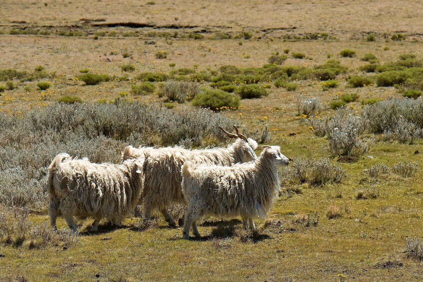 A group of sheep grazing in a grassy field with sparse vegetation and shrubs. 2