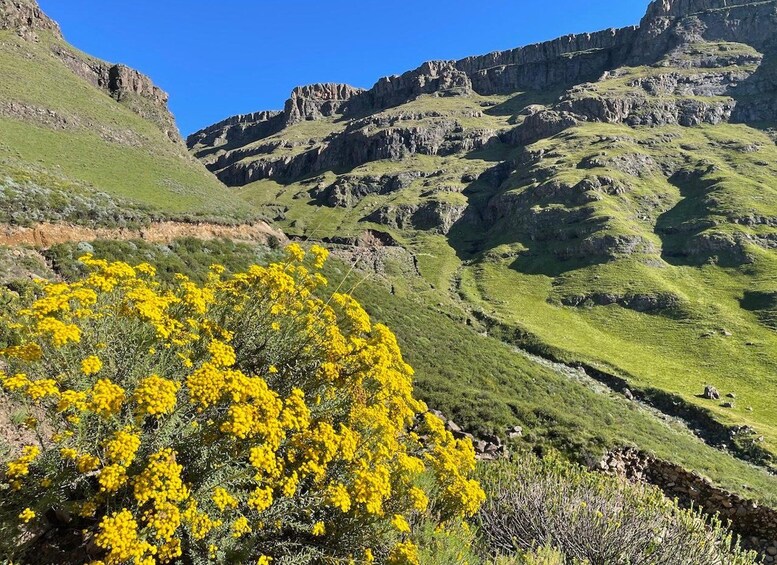 A mountainous landscape with green grass and yellow flowers. 1