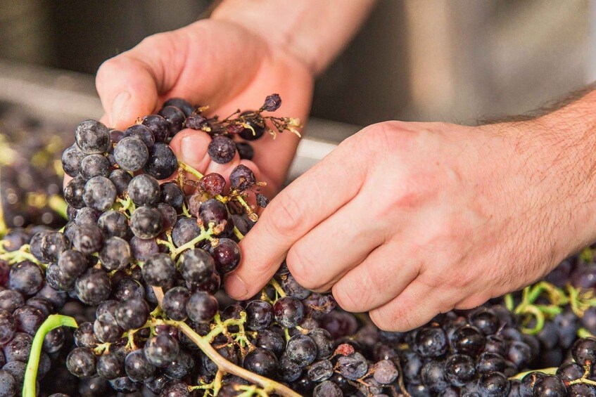 Des mains triant une grappe de raisins d’un violet foncé. 5