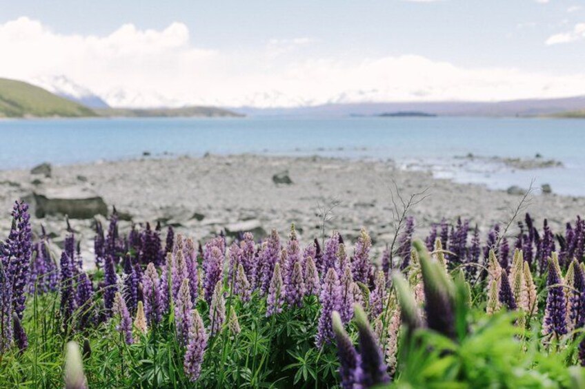 A coastal landscape with purple flowers in the foreground and a rocky beach with a body of water in the background. 3