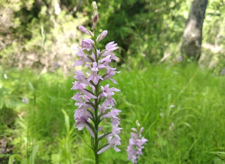 Picture 3 for Activity Dimosaris Gorge Guided Hike & Beach: Evia Private Tour 2